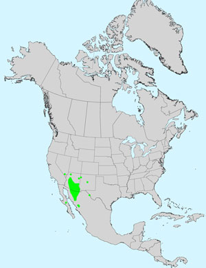 North America species range map for Mesa Tansyaster, Machaeranthera tagetina: Click image for full size map.